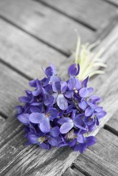 Violet base KAE / Фиалка база