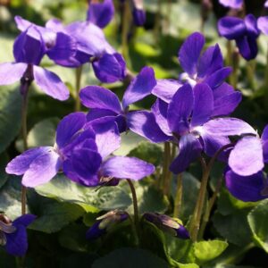 VIOLET LEAF ABSOLUTE 50% (EGYPT) VIOLA ODORATA / Лист фиалки абсолют