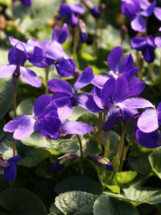 VIOLET LEAF ABSOLUTE 50% (EGYPT) VIOLA ODORATA / Лист фиалки абсолют