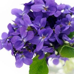 VIOLIFF (IFF) aka violet methyl carbonate / Виолифф