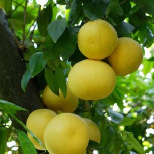 WHITE GRAPEFRUIT USA EO (100% эфирное масло белого грейпфрута)