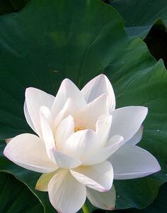 White Lotus absolute (India) 10% / Белый лотос абсолют