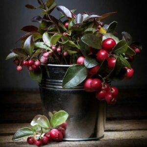 Wintergreen EO / Гаультерия 100% ЭФИРНОЕ МАСЛО