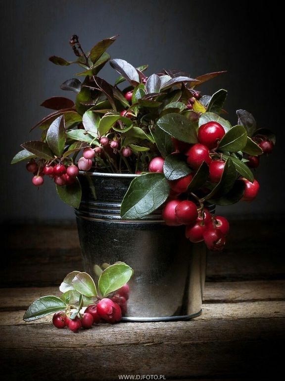 Wintergreen EO / Гаультерия 100% ЭФИРНОЕ МАСЛО