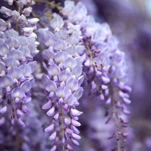 WISTERIA PERFUME OIL (S.O.S.) / ВИСТЕРИЯ ПАРФЮМЕРНЫЙ КОНЦЕНТРАТ