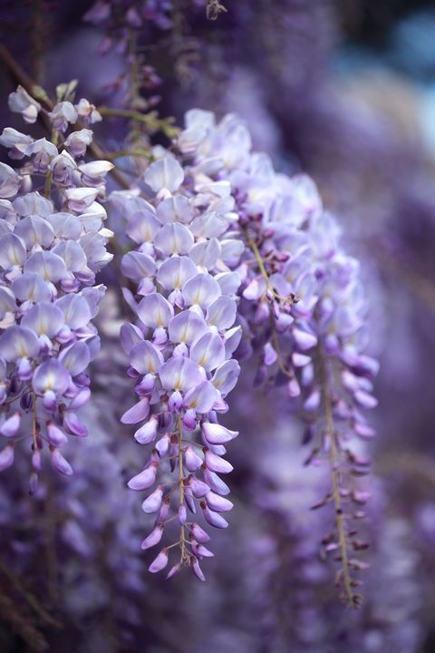WISTERIA PERFUME OIL (S.O.S.) / ВИСТЕРИЯ ПАРФЮМЕРНЫЙ КОНЦЕНТРАТ