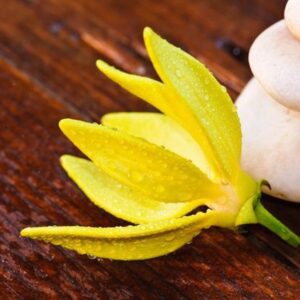 Ylang Complete EO (Robertet) Nosy Be / Иланг иланг комплит (100% эфирное масло)