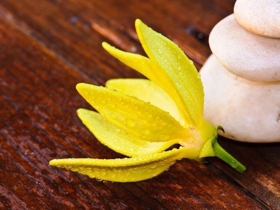 Ylang Complete EO (Robertet) Nosy Be / Иланг иланг комплит (100% эфирное масло)