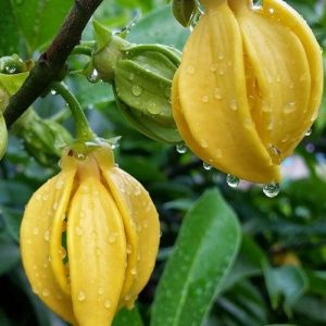 Ylang OLIFFAC 0612 (IFF) / Иланг Олиффак