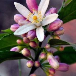 Yuzu blossom PERFUME OIL (CND) / Юзу цветы ПАРФЮМЕРНЫЙ КОНЦЕНТРАТ