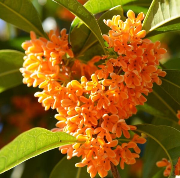 Osmanthus / Османтус парфюмерная формула
