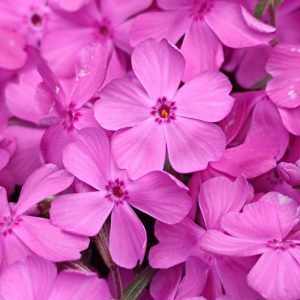 Аккорд Флокс парфюмерная формула