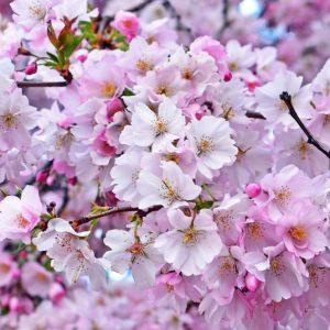 Floral Gourmand accord парфюмерная формула
