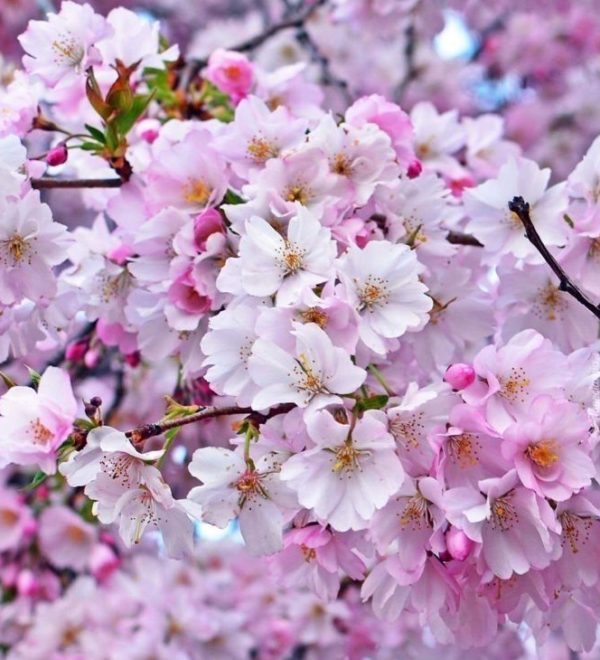 Floral Gourmand accord парфюмерная формула