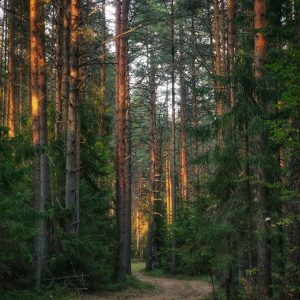 Forest Woods accord парфюмерная формула