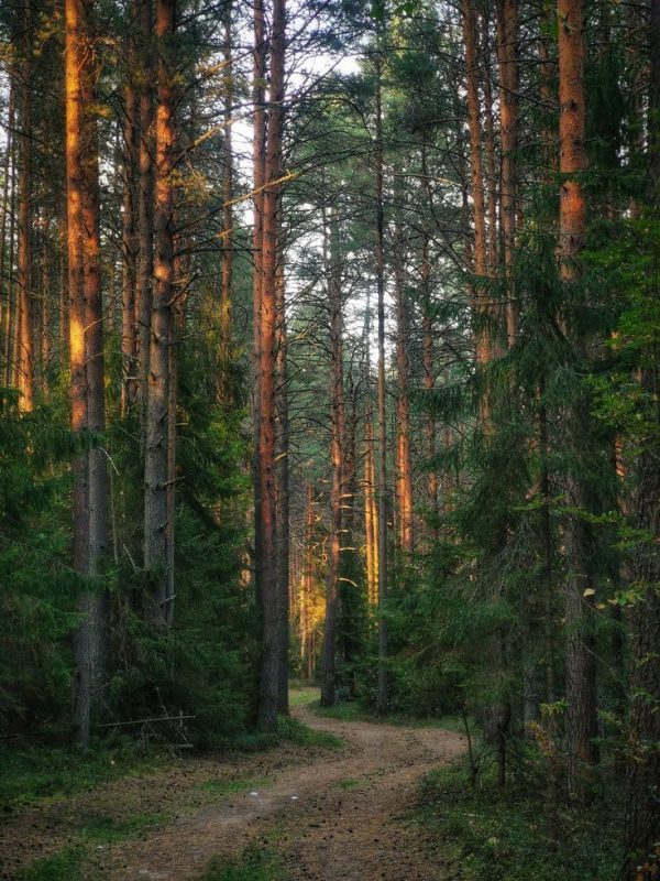 Forest Woods accord парфюмерная формула