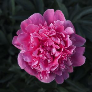 Pink Peony accord парфюмерная формула/ Аккорд Розовый Пион