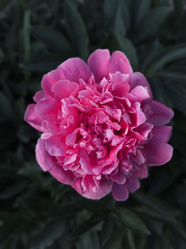 Pink Peony accord парфюмерная формула/ Аккорд Розовый Пион
