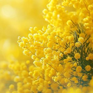 Mimosa / Мимоза парфюмерная формула
