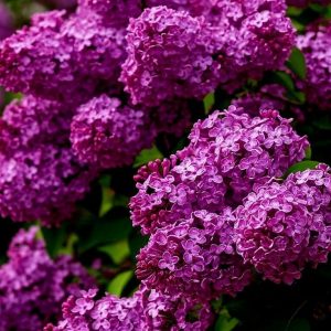 Methyl Cinnamate (Vigon) / Метил циннамат