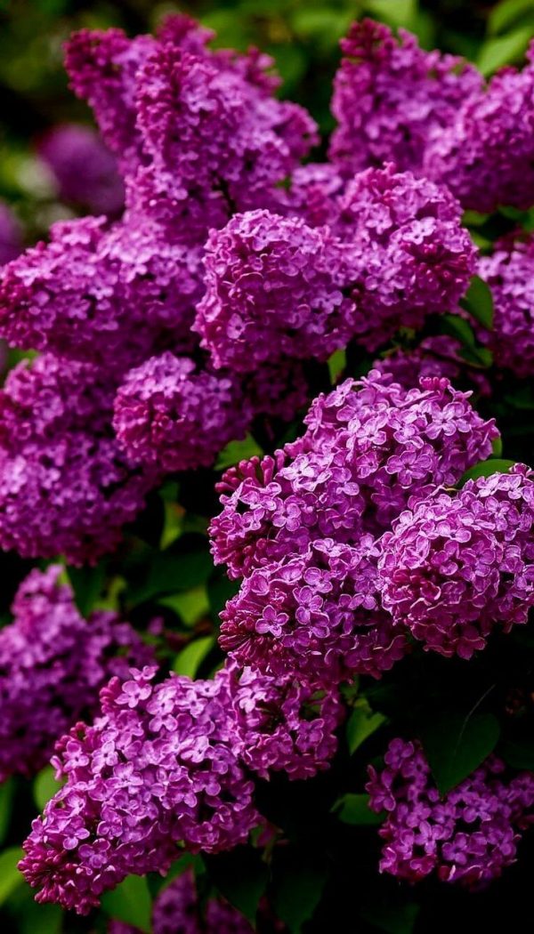 Methyl Cinnamate (Vigon) / Метил циннамат