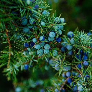 Sabinene (Vigon) / Сабинен