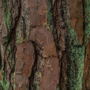 Beta Pinene Natural / Бета Пинен