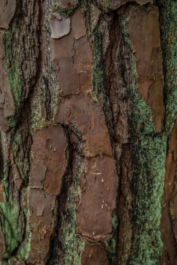 Beta Pinene Natural / Бета Пинен