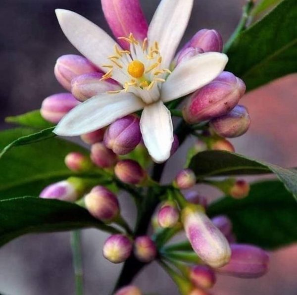 Neryl acetate / Нерил ацетат