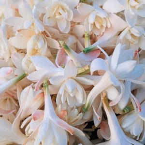 Tuberose Floraline 75 (Robertet) / Тубероза Флоралайн