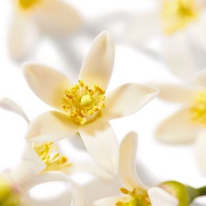 Nerolin (Yara yara) / Неролин кристаллическое вещество