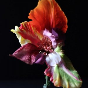 Ethyl levulinate (Ventos) / Этил левулинат