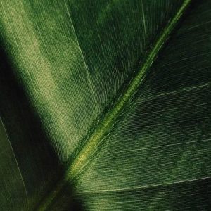 Dimethyl Octanol (DMO) / Диметил октанол