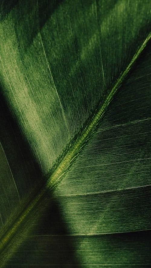 Dimethyl Octanol (DMO) / Диметил октанол