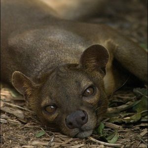 Lactoscatone® (Symrise) / Лактоскатон