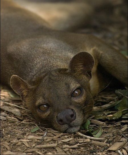 Lactoscatone® (Symrise) / Лактоскатон